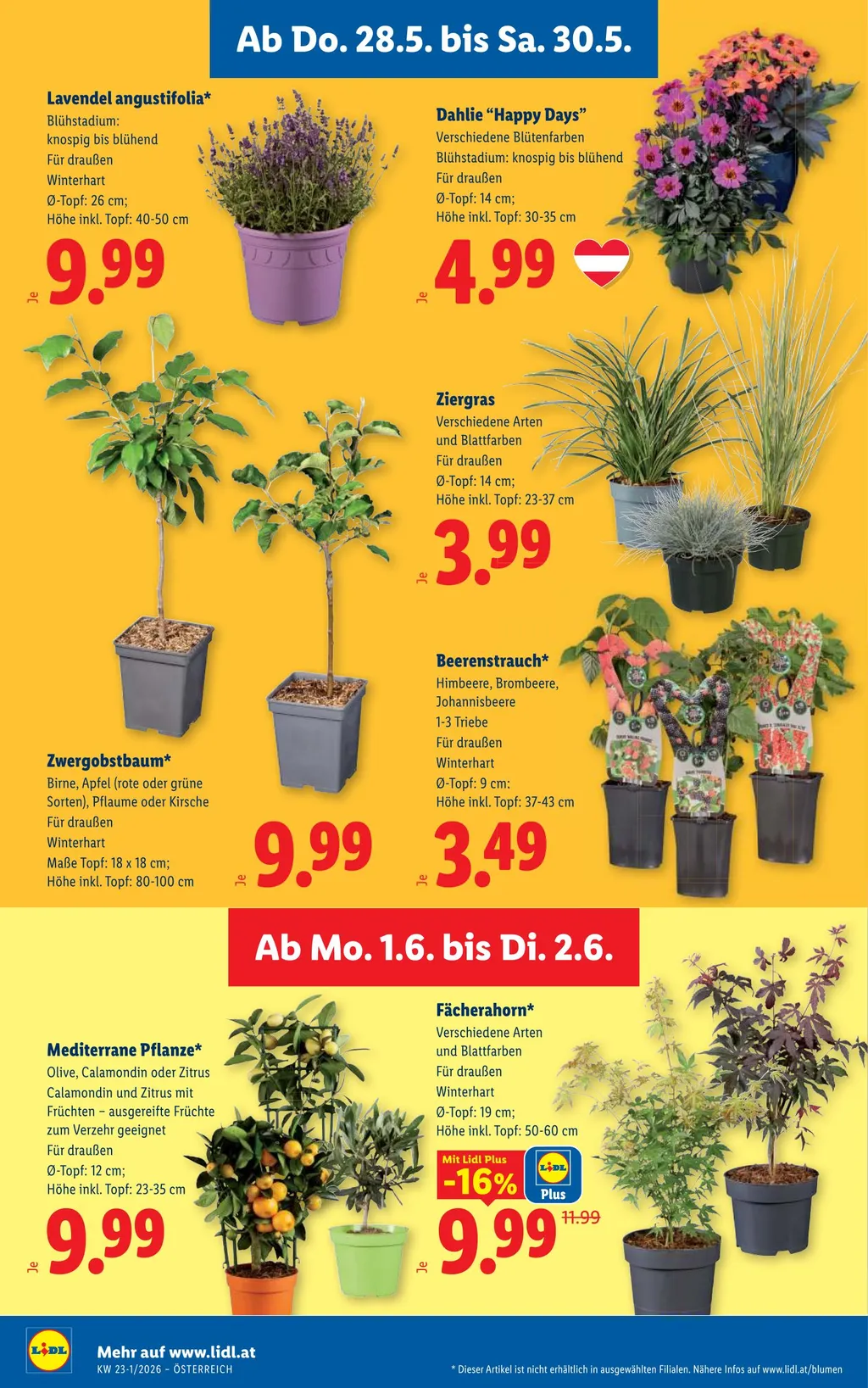 Lidl Flugblatt Ab 28.05.2026 Bis 03.06.2026 Zum Blättern - Seite
